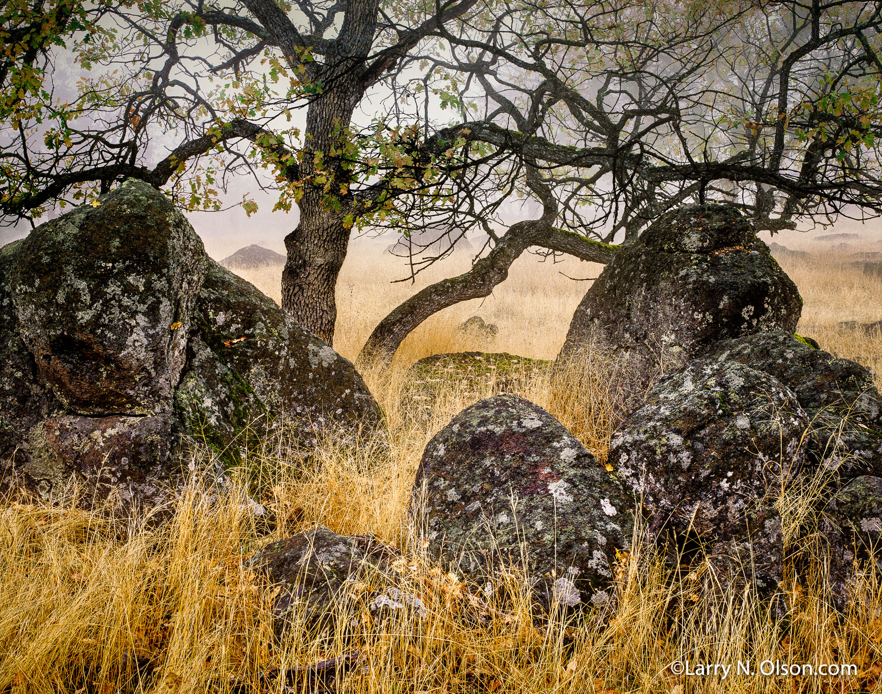 Oak Tree and Rocks, OR, # 671590 | Old growth Oak tree and enormous black bolders in a golden patch of grass.