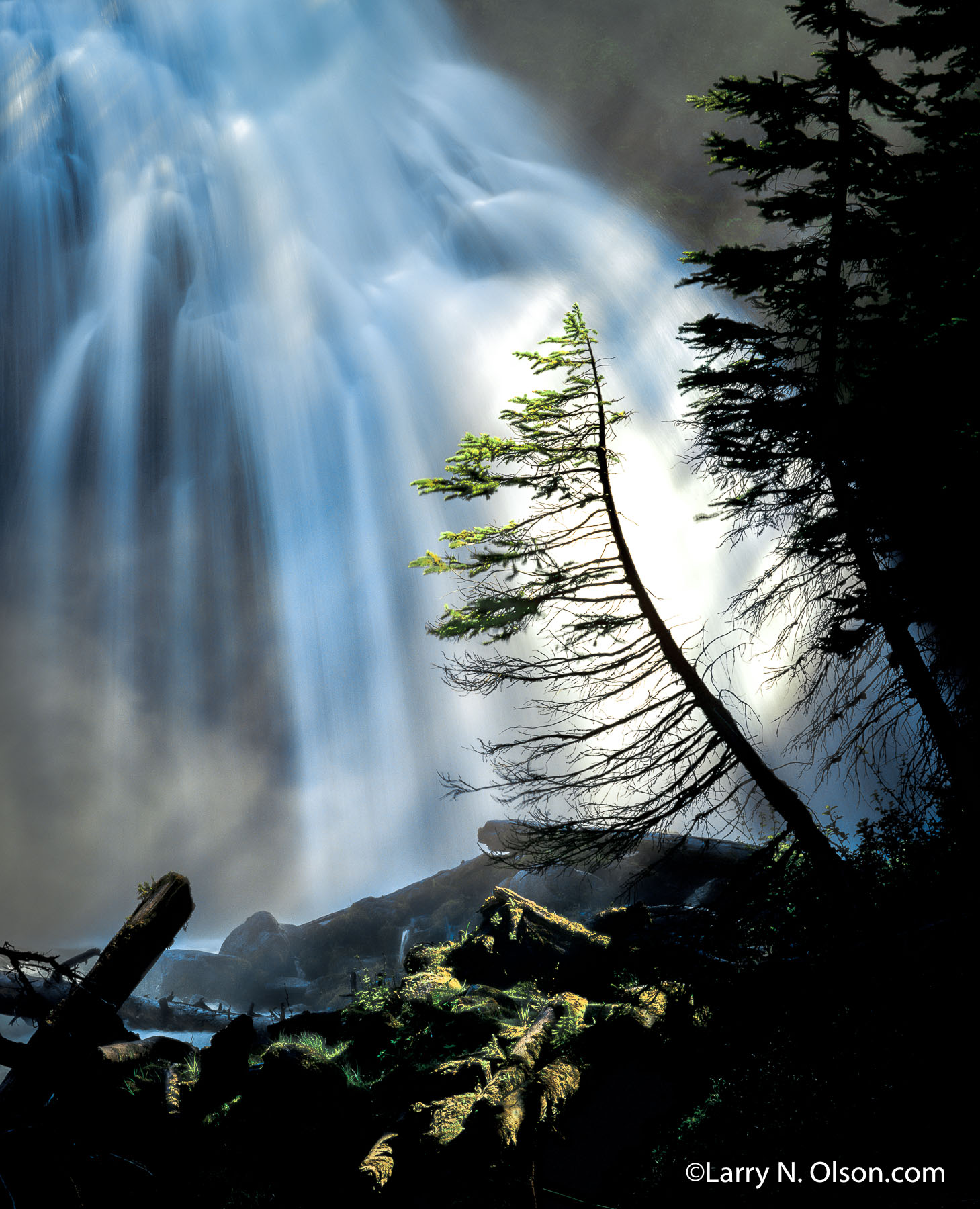 Whychus Creek, Three Sisters Wilderness, OR | A lone Douglas Fir reaching for the light is silhouetted against Whychus Creek Falls.