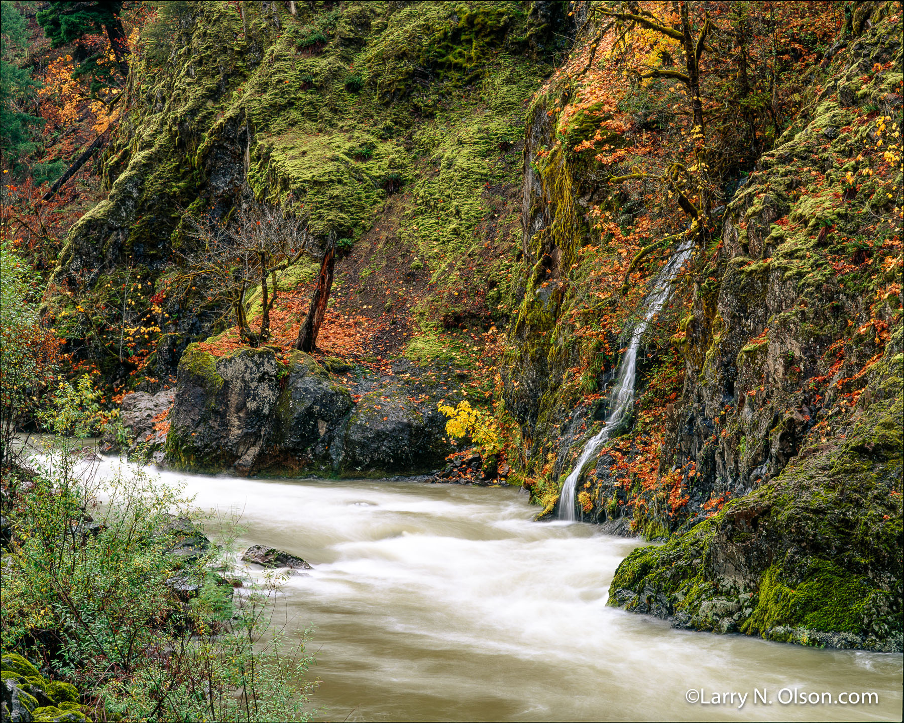 North Fork, Middle Fork #2, Willamette River, OR | A small watrerfall enters the North Willamete River durning a flood in October. The trees are bare of their leaves which lay on the banks.