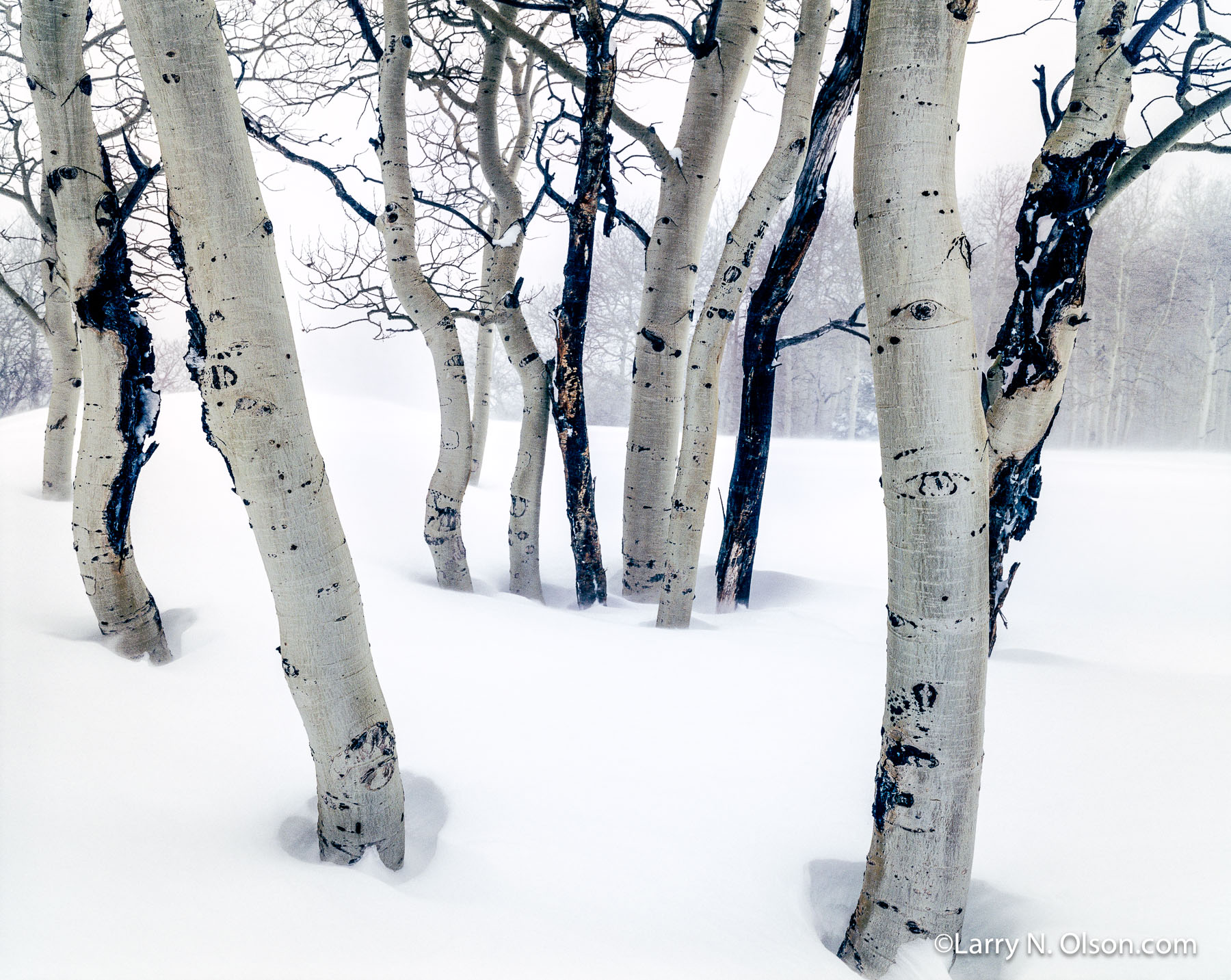Aspen Grove, Wasatch Mountains, Utah | Aspen trees huddle together against winter snows.