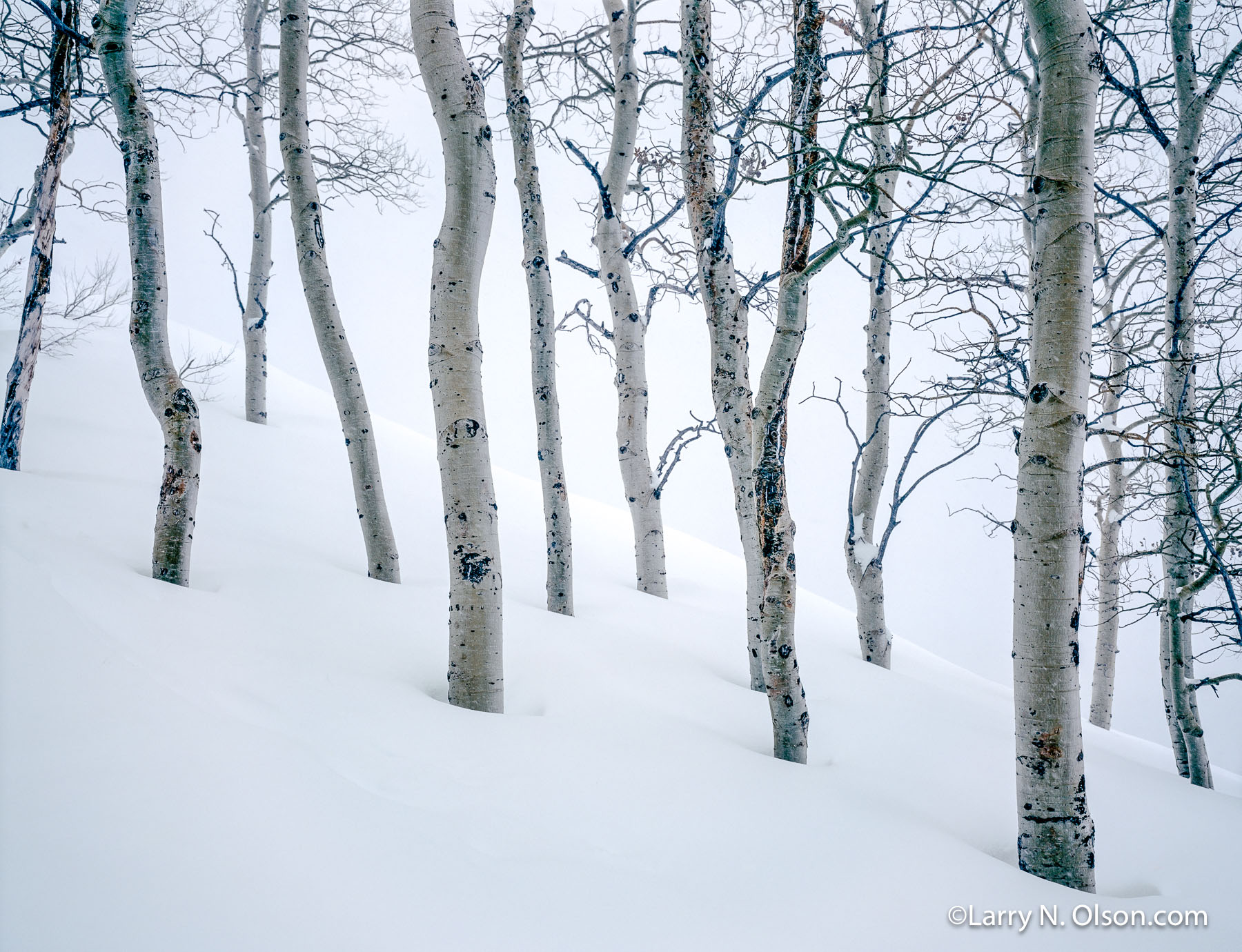 Aspens in Snow #3,  Wasatch Mountains, UT | Wind and snow blows across a snowy mountain with Quaking Aspen.