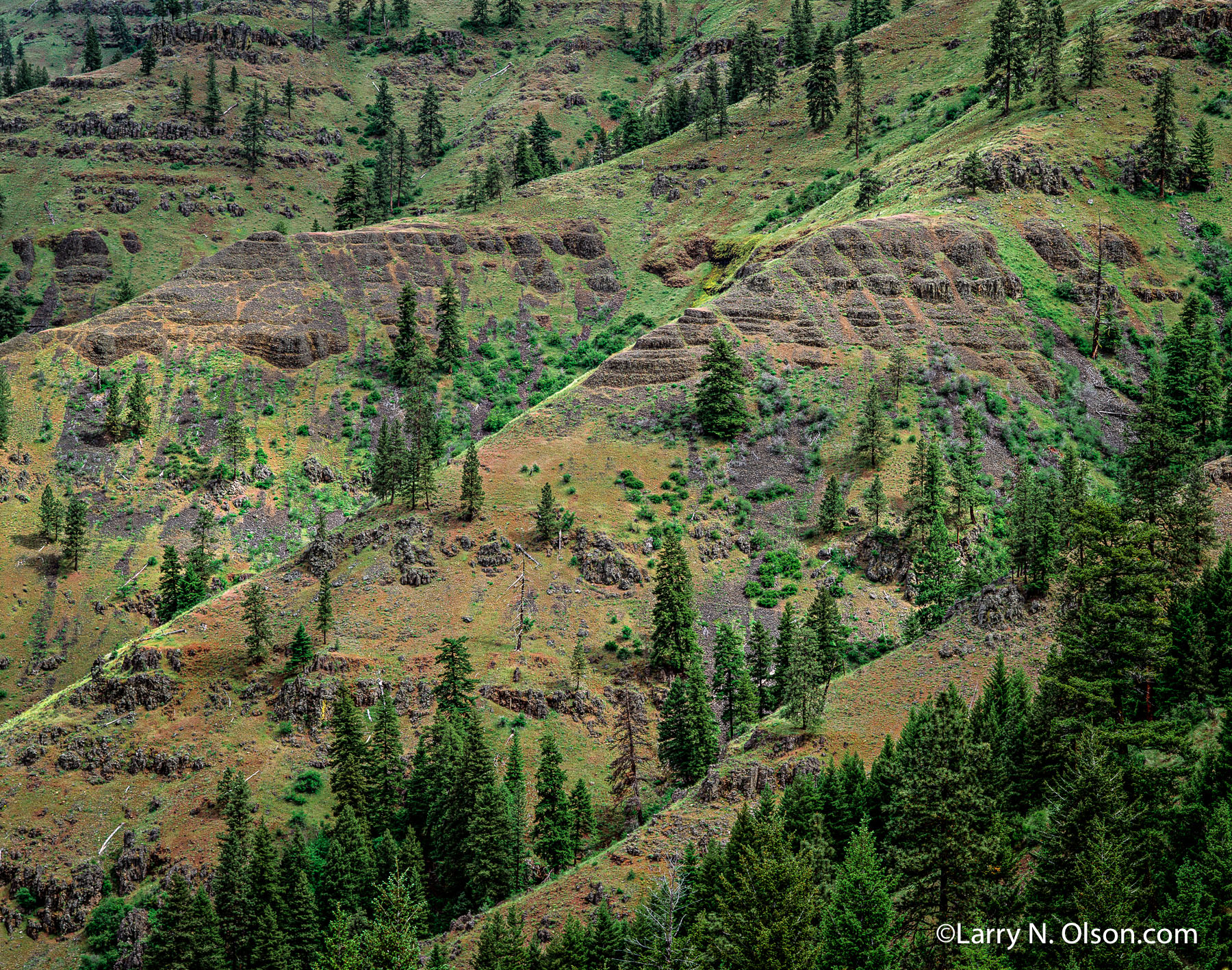 Grande Ronde River, OR, #674391 | The forest in the Blue Mountains gives way to grassy hillsides and basalt cliffs.