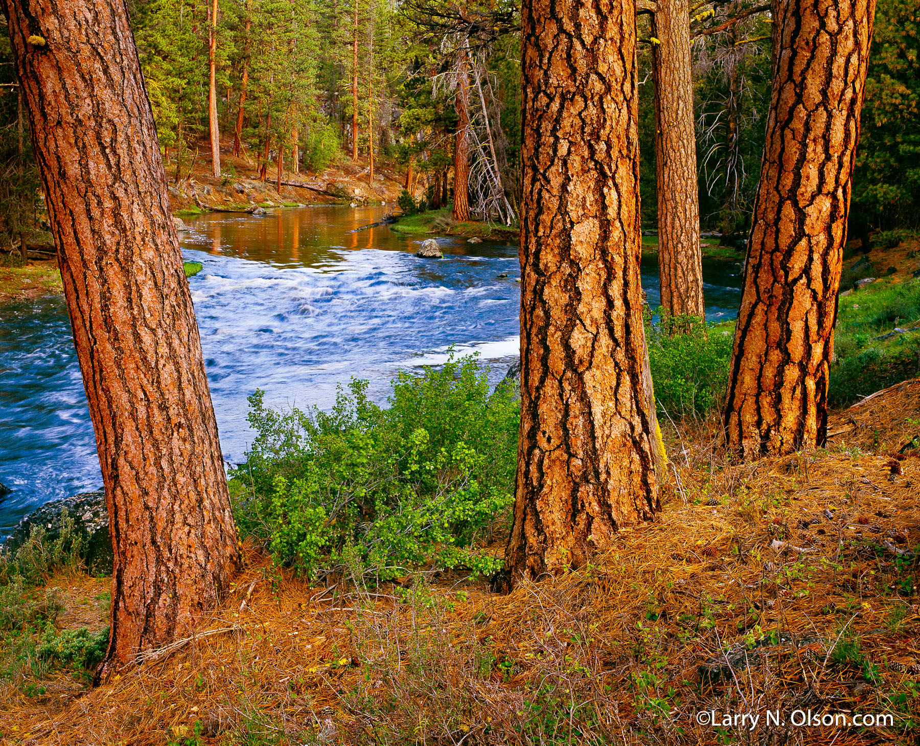 Ponderosa Pines, Sycan River, OR | Ponderosa Pines glow red in the late evening light partly due to the red skies from a forest fire.