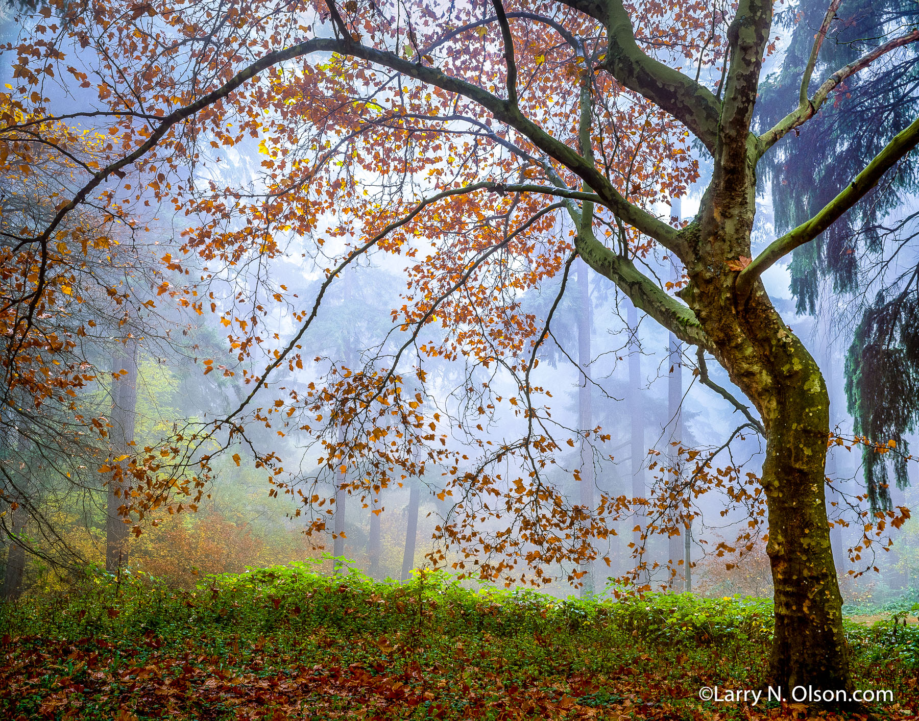 Sycamore, Mount Tabor Park, Portland, OR | Sycamore tree in autum, silhouetted in fog.