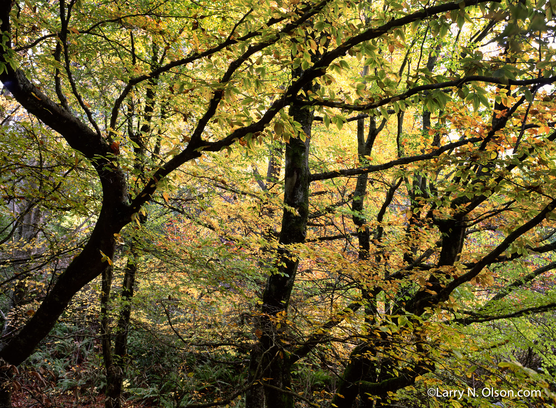 Zelkova Trees, Portland Arboretum, OR | The fall foliage has begun to turn colors revealing it's shaply branches in silhouette.