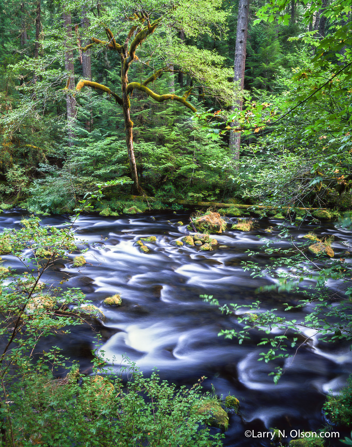 Talmolitch Valley, McKenzie River, OR | A long exposure of the film shows the motion of rapids.