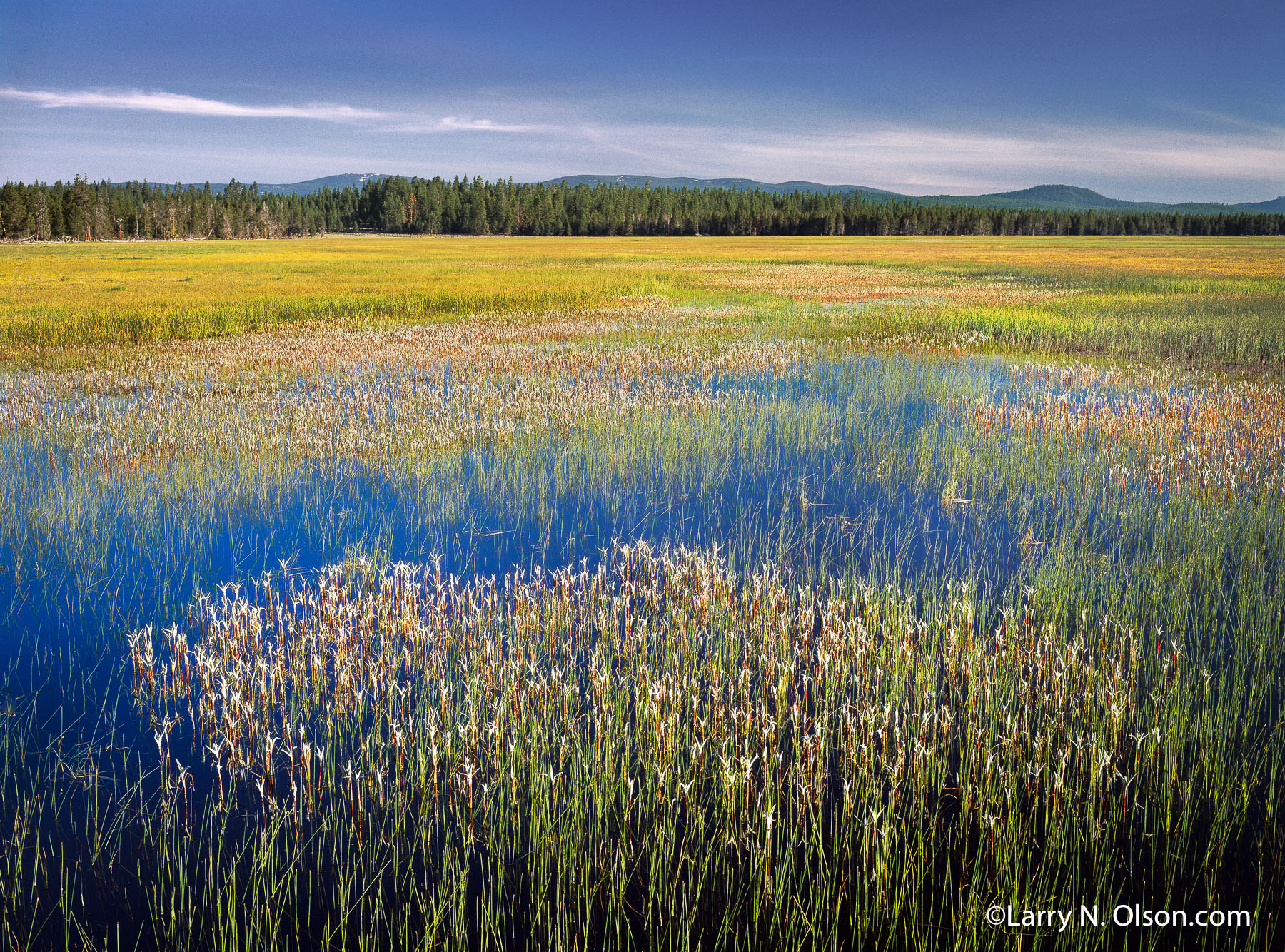 Sycan Marsh, Klamath Basin, OR | A flowing sheet of water in this wetland is created by the  flooding Sycan River. The foreground plants are Arnica.