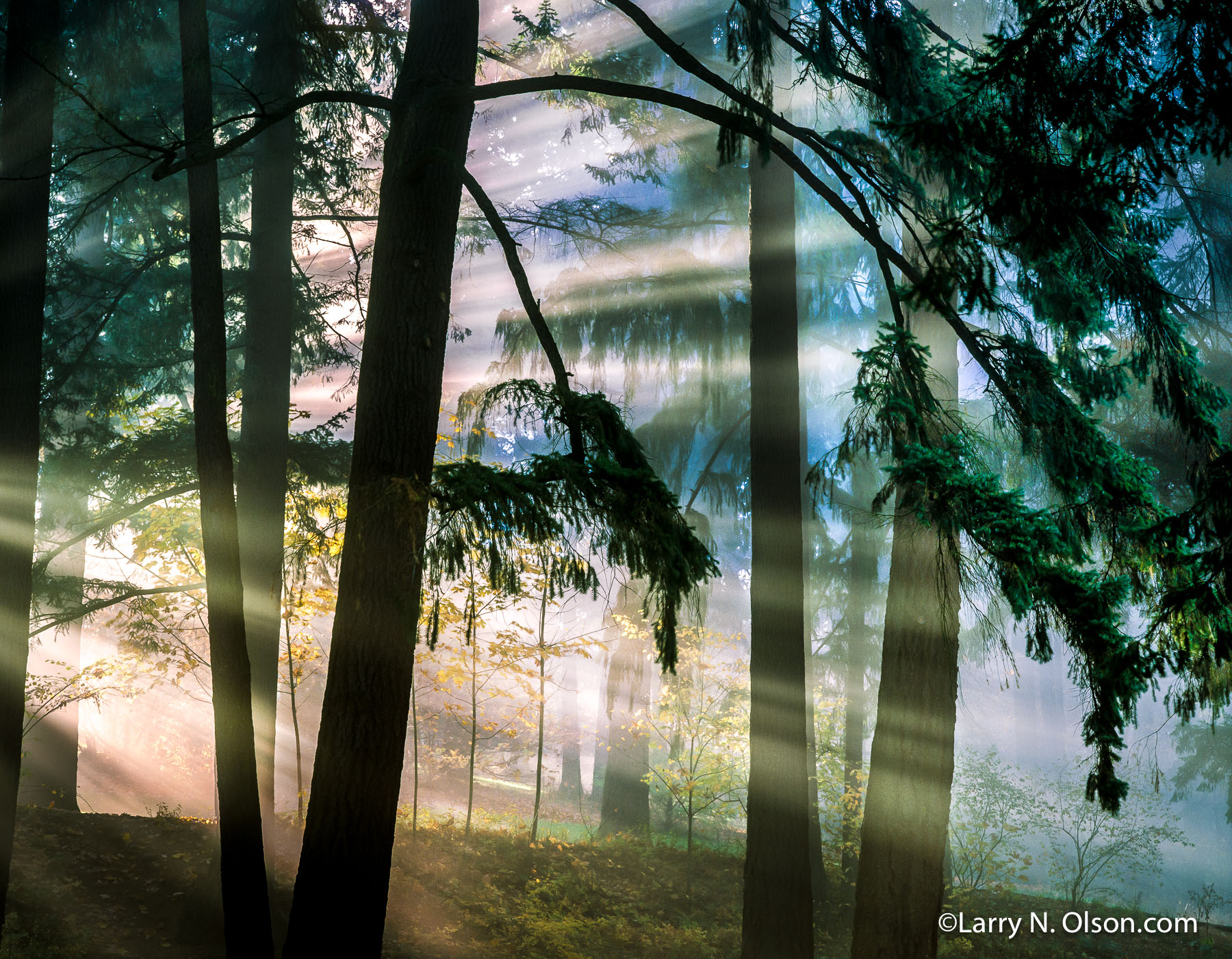 Douglas Fir, Mt. Tabor Park, Portland, OR | The early morning rays of light illuminate fog and Douglas Fir Trees.