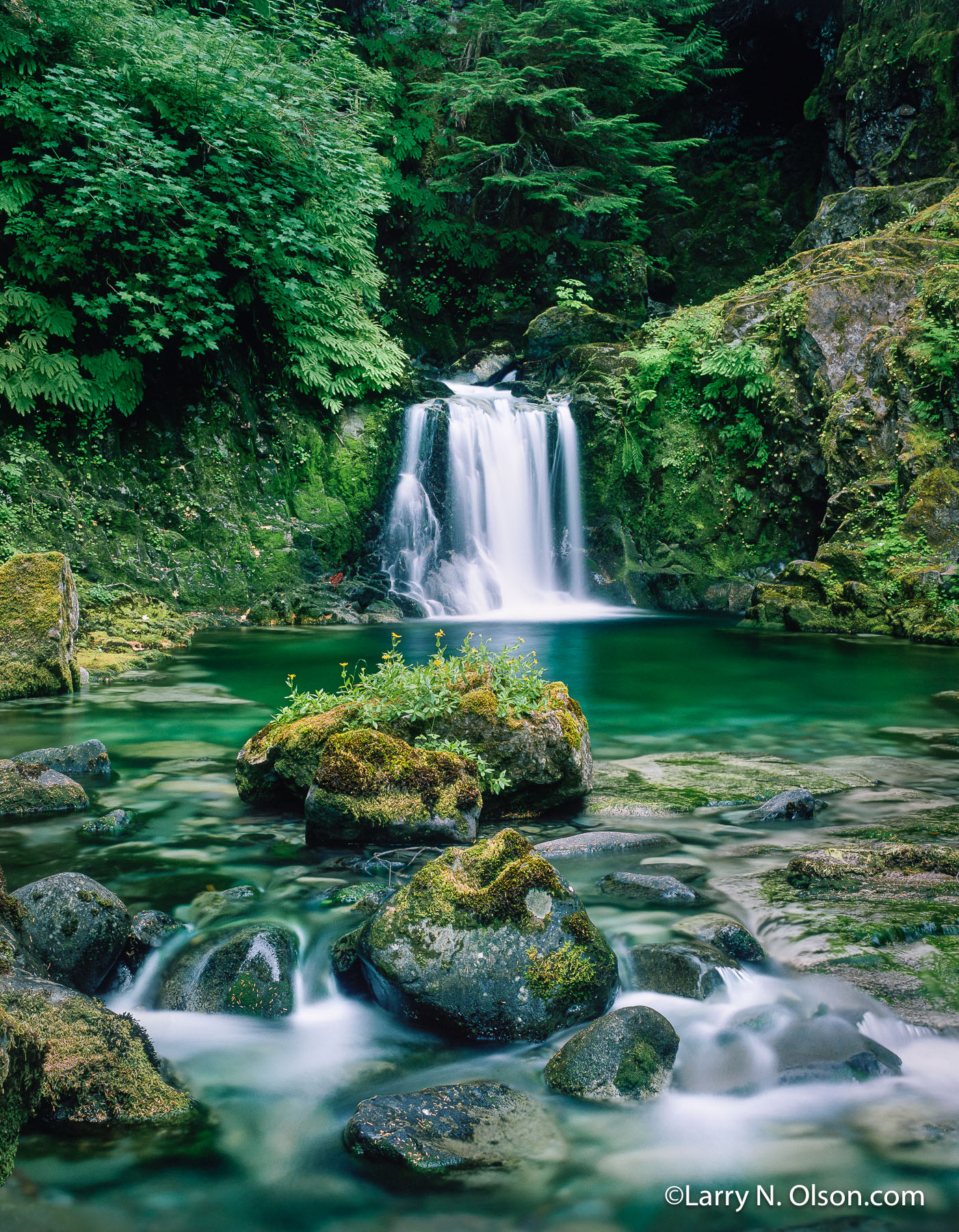 Opal Creek Wilderness , Willamette National Forest , OR | A small waterfall has created a verdant riparian zone and pool in the ancient forest.