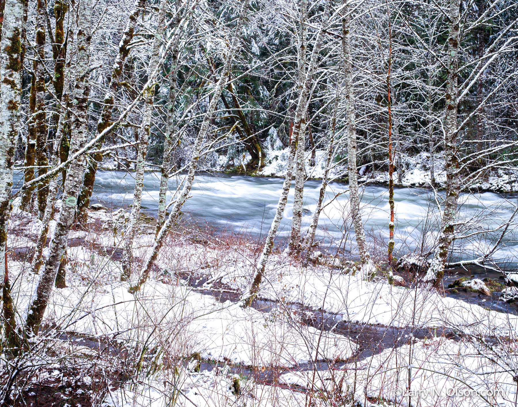 Alder and Snow,Salmon River, OR | A light blanket of snow lays on the dogwoods and alders along the riverbanks.