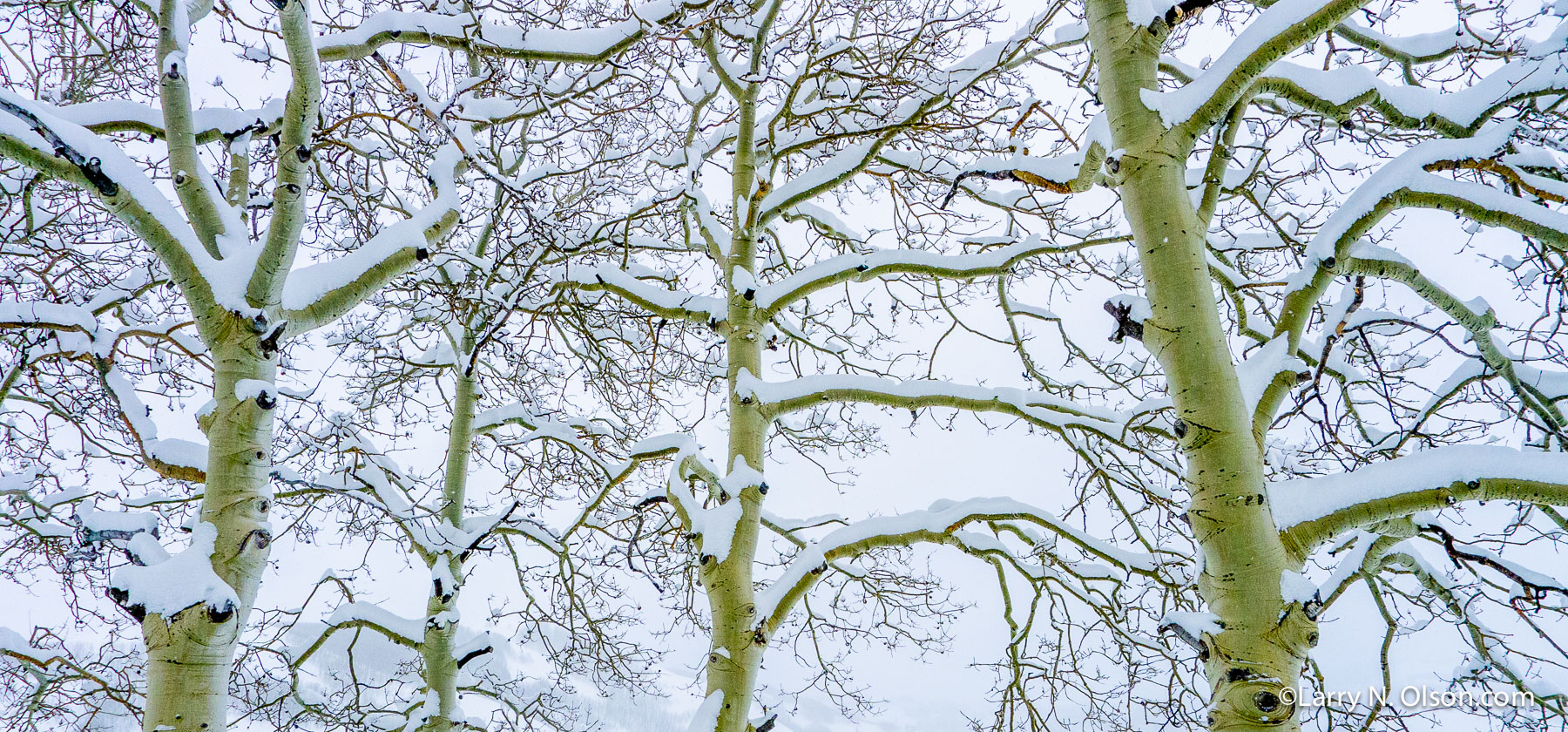 Aspen in Snow #4, Wasatch Mountains, UT | A windless snowfall has coated these Aspens in the snowy Wasatch Mountains of Utah.