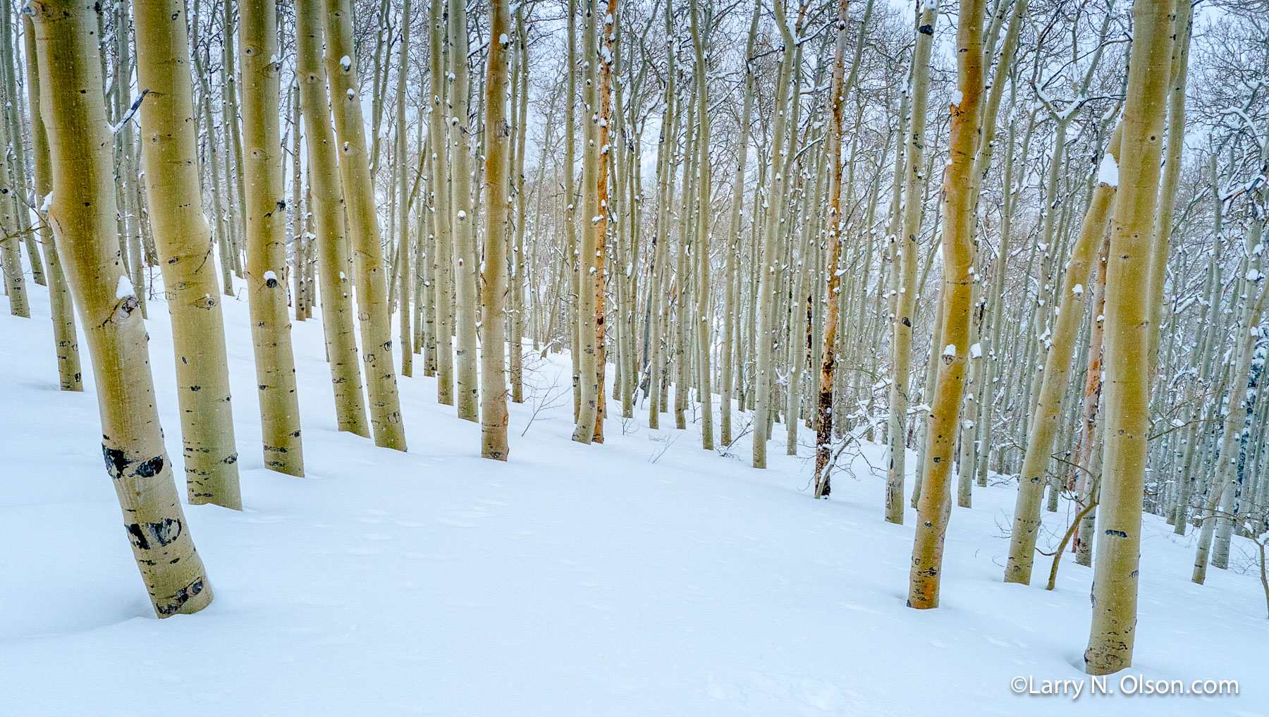 Aspen in Snow #6, Wasatch Mountains, UT | A lovely grove of Quaking Aspen with a fresh blanket of snow.