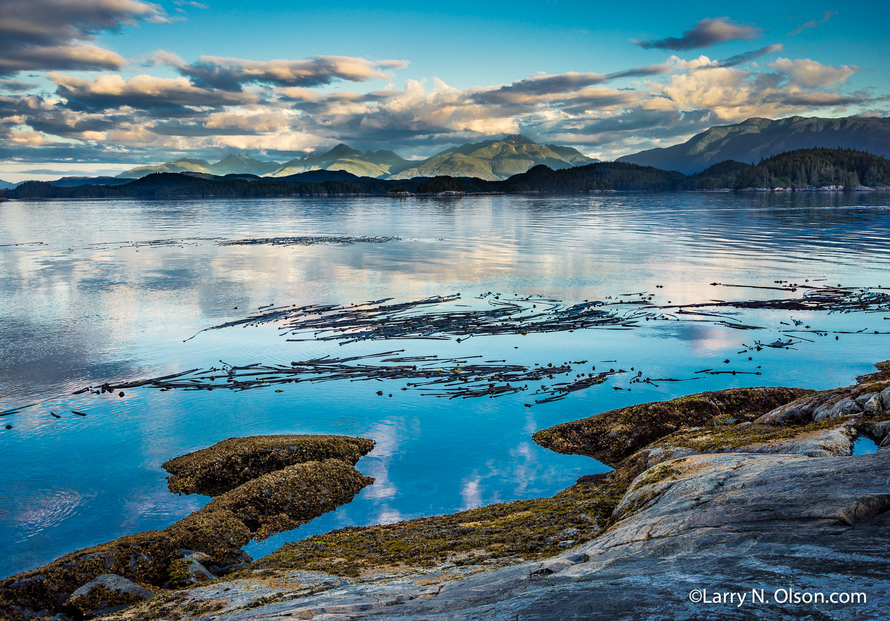 Bull Kelp, Broughton Archipelago, BC | Rocky ledges on the White Cliffs in the Broughton Archipelago.