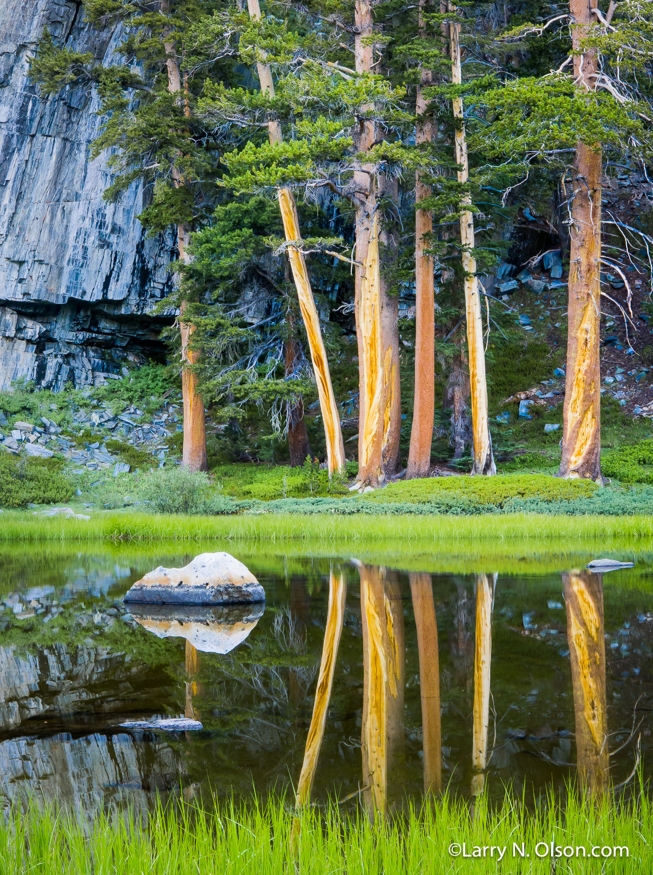 Lodgepole Pine, Ansel Adams Wilderness, CA | Still water in a pond reflects tree  trunks and a grassy shoreline.