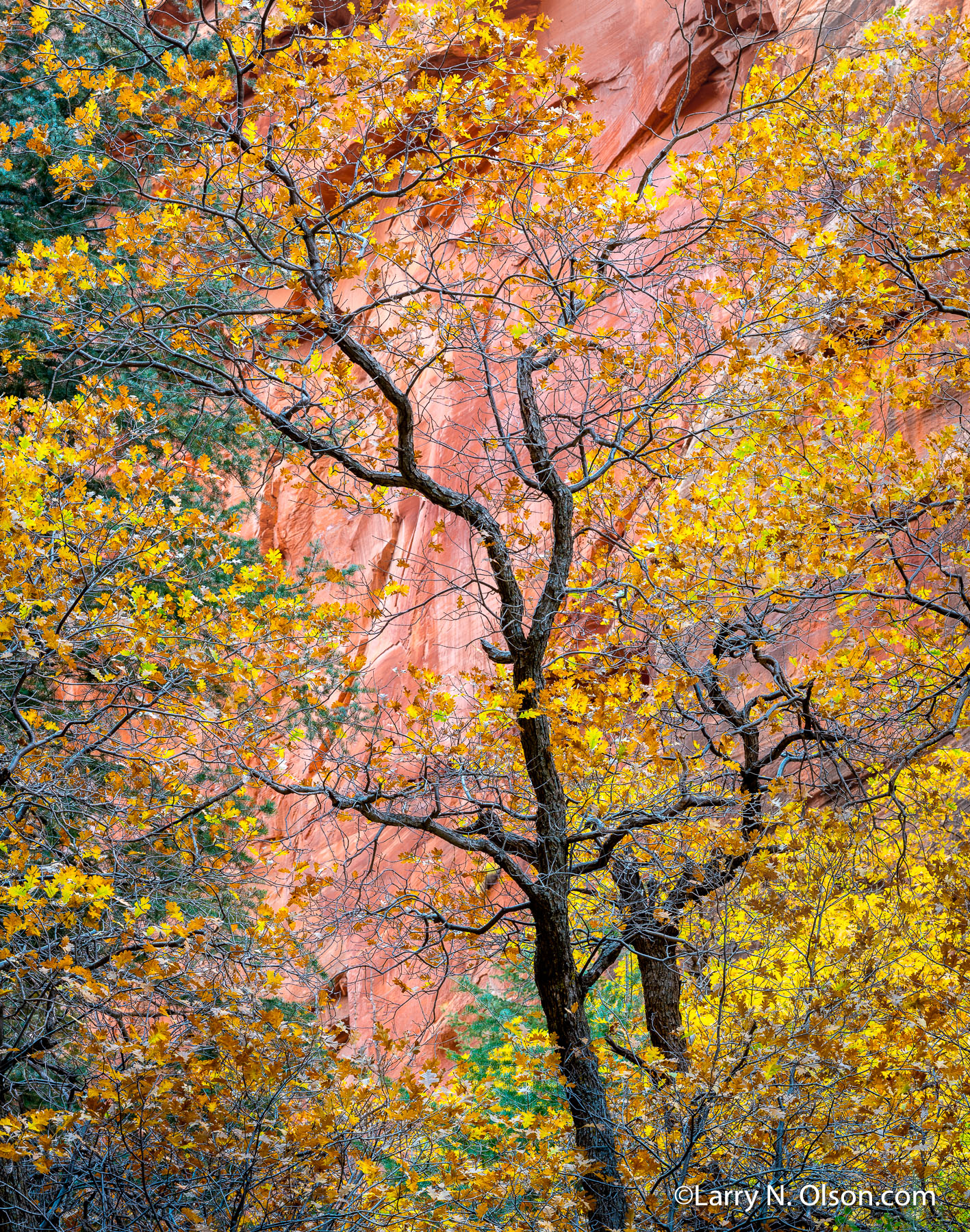 Gamble Oak, Kolob Canyon, Zion National Park, UT | 