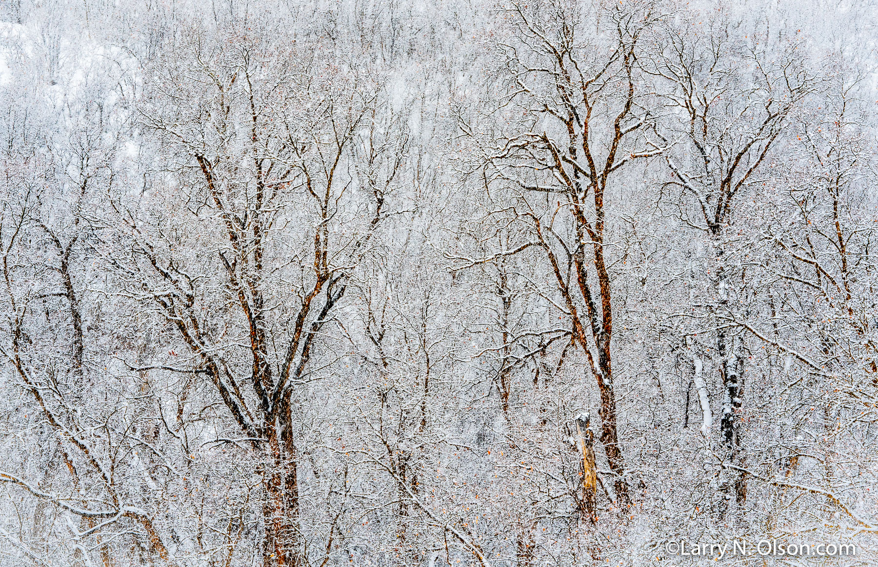 Maple trees and snow, City Creek, Salt Lake City, Utah | Maple trees and snow, City Creek, Salt Lake City, Utah