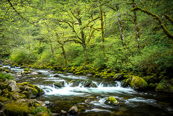 Tanner Creek, Columbia River Gorge, OR | 