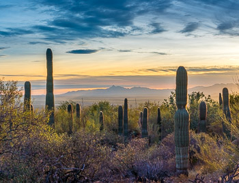 Saguaro National Park, Arizona | 