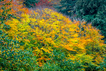 Hoyt Arboretum, Portland, Oregon | A riot of fall color brightens up the forest at Hoyt Arboretum in Washington Park.