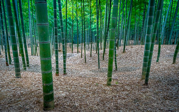 Timber Bamboo, Japan | 