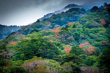 Stewartia, Yakusugi Land, Yakushima, Japan | 