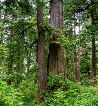 Old growth Forest, Oswald West State Park , OR | Mixed aged Sitka Spruce and Western Hemlock trees in an old growth forest, Oswald West State Park , OR