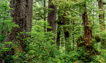 Old growth Forest, Oswald West State Park , OR | Mixed aged Sitka Spruce and Western Hemlock trees in an old growth forest, Oswald West State Park , OR