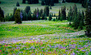 Wild Flowers, Mount Rainier National Park, WA | 