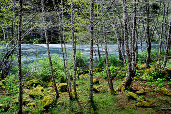 North Umpqua River, OR | Alder budding out in the early spring.