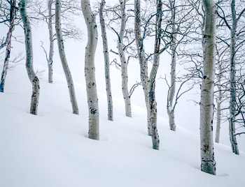 Aspens in Snow #3,  Wasatch Mountains, UT | Wind and snow blows across a snowy mountain with Quaking Aspen.