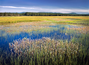 Sycan Marsh, Klamath Basin, OR | A flowing sheet of water in this wetland is created by the  flooding Sycan River. The foreground plants are Arnica.