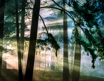 Douglas Fir, Mt. Tabor Park, Portland, OR | The early morning rays of light illuminate fog and Douglas Fir Trees.