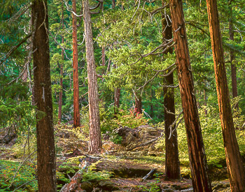  | Old growth cedar grove in Tamilitch Valley, Oregon.