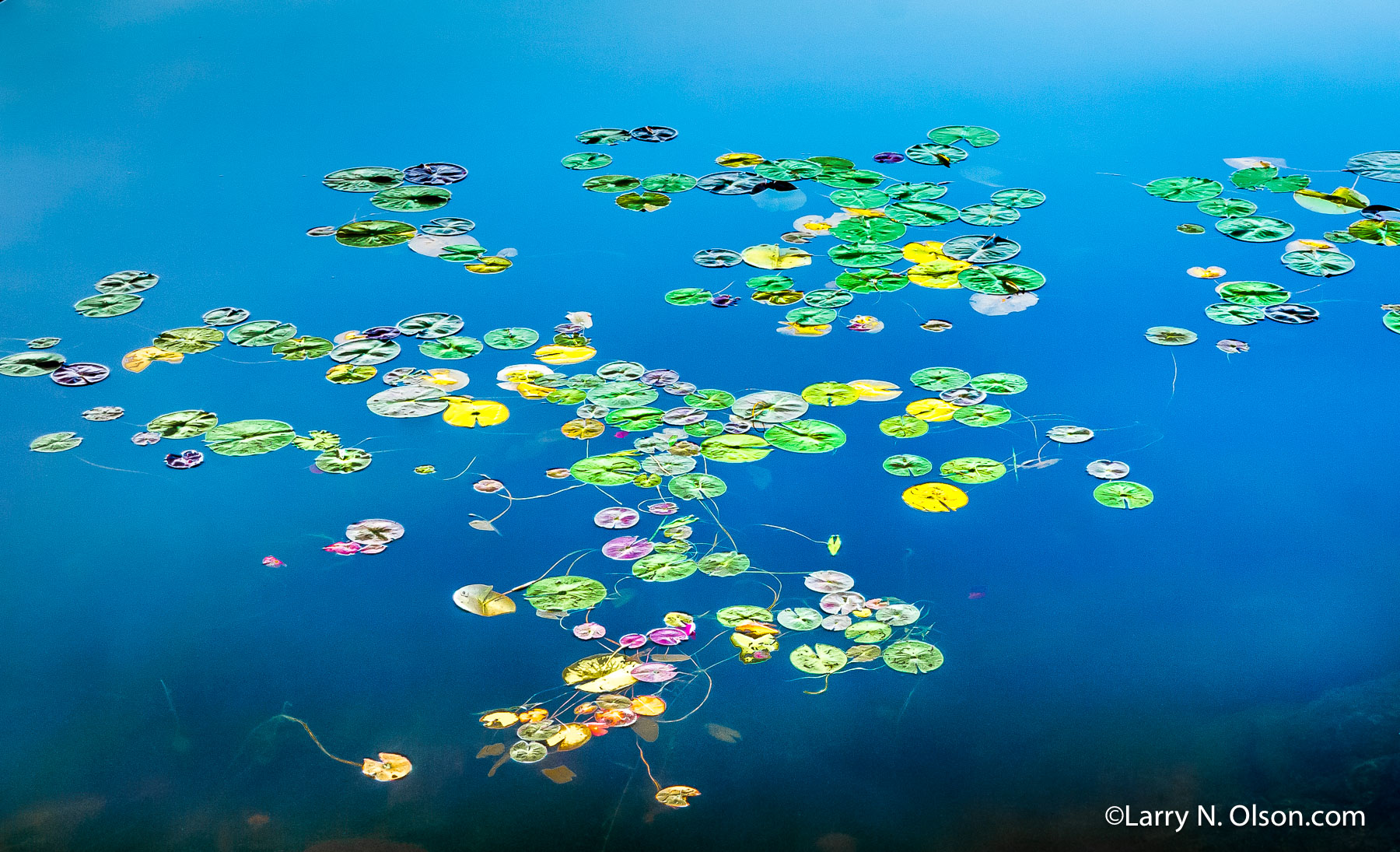 Water Lilies | 