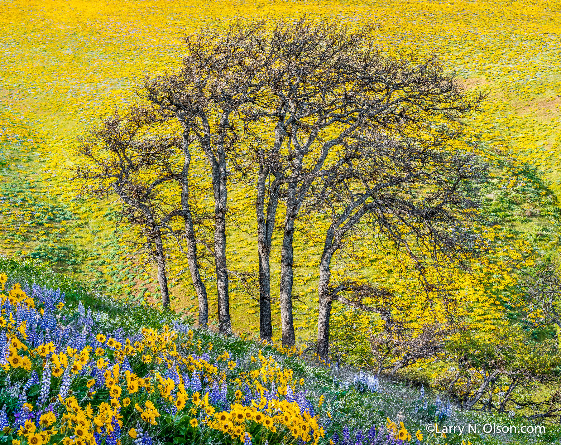Seven Mile Hill, Columbia River Gorge, OR | Super bloom, spring, 2016