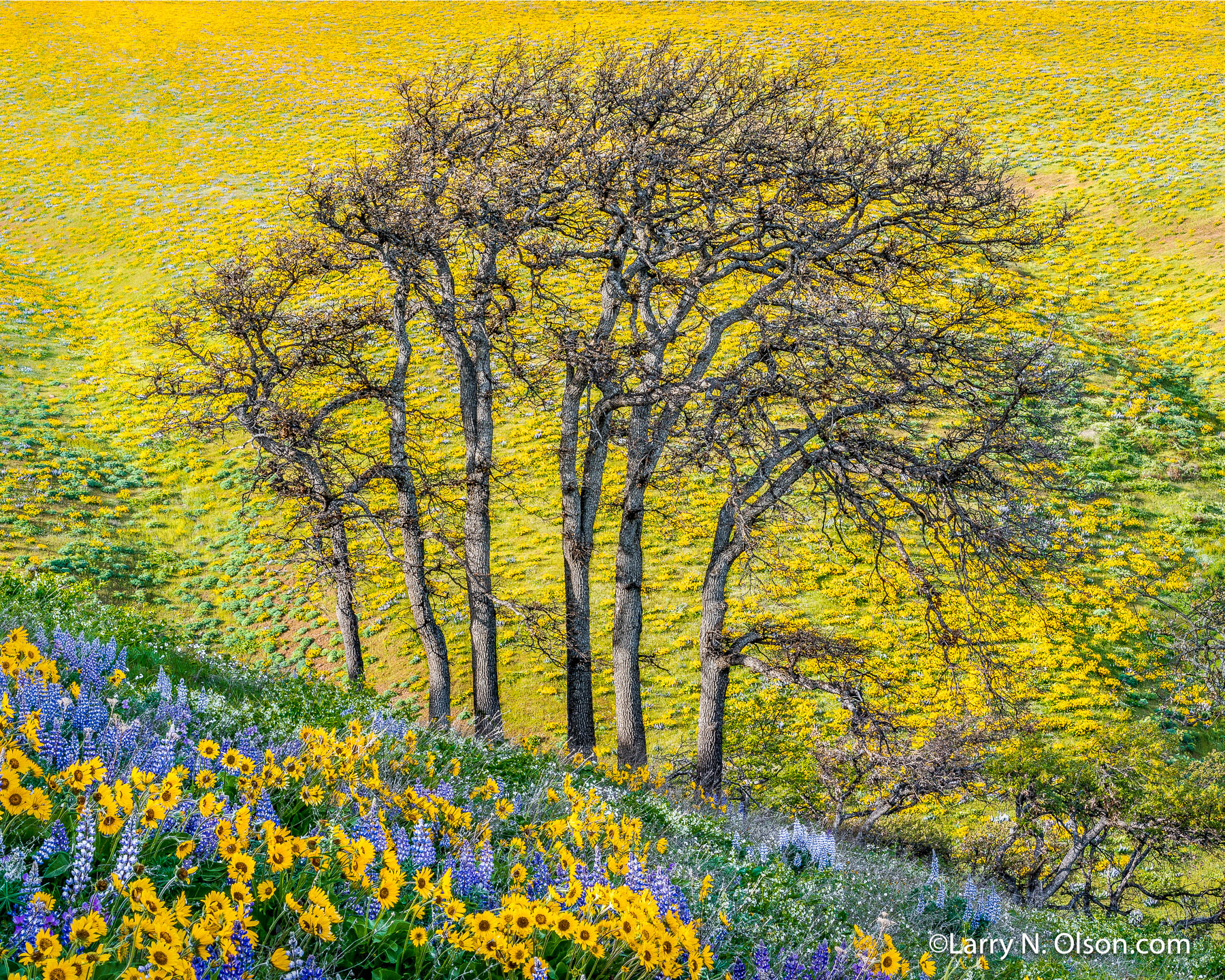 Seven Mile Hill, Columbia River Gorge, OR | Super bloom, spring, 2016