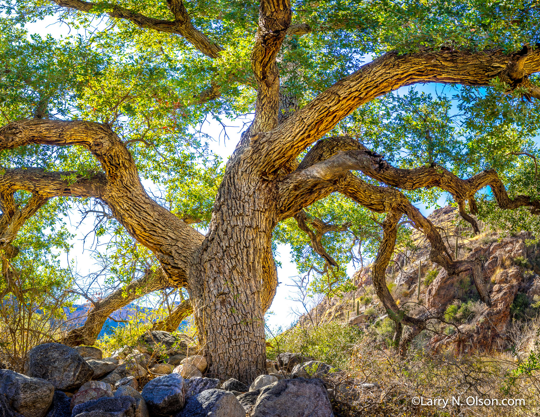 Blue Oak, Catalina Mountains, AZ | 