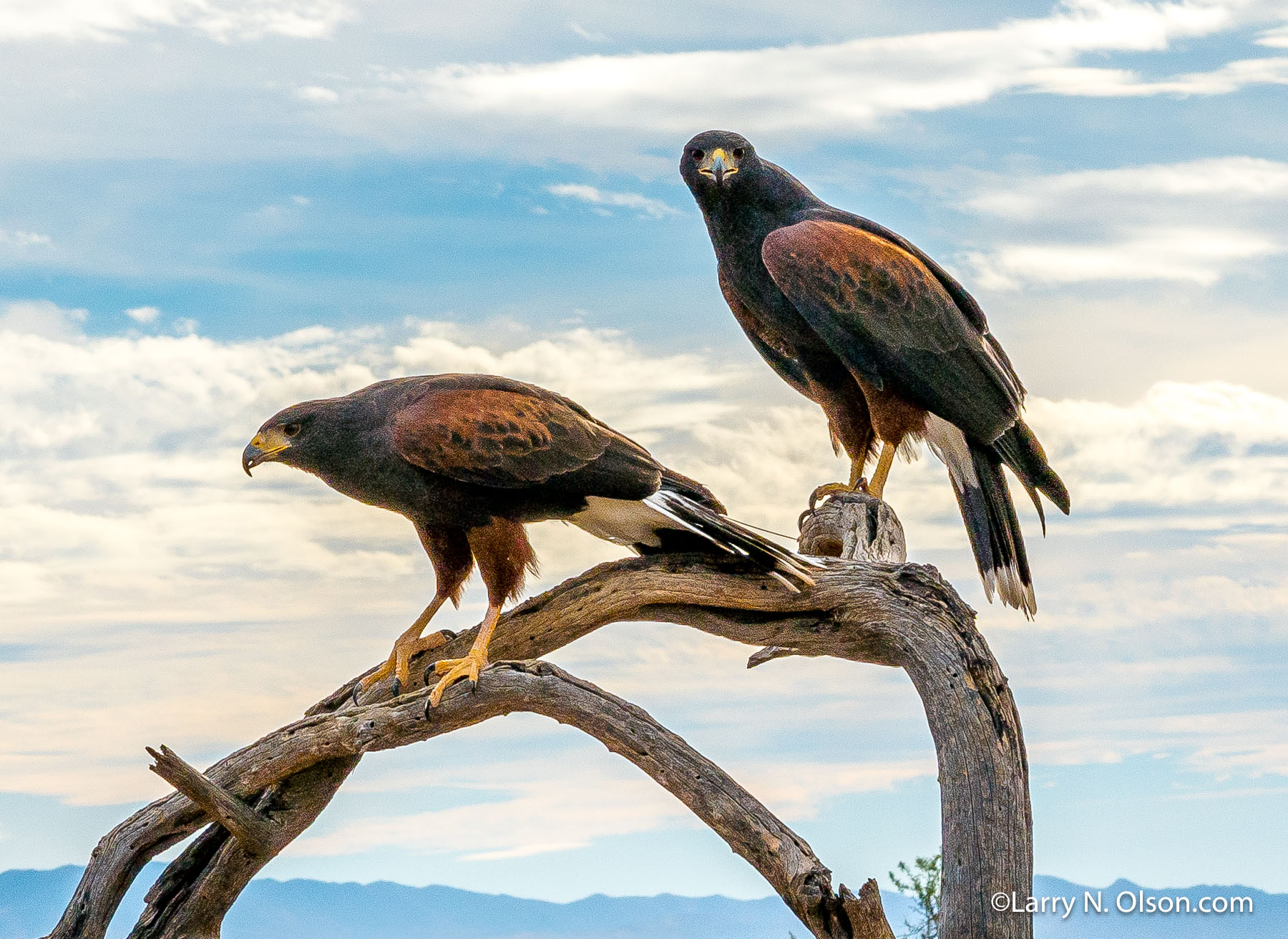 Harris Hawks, AZ | 