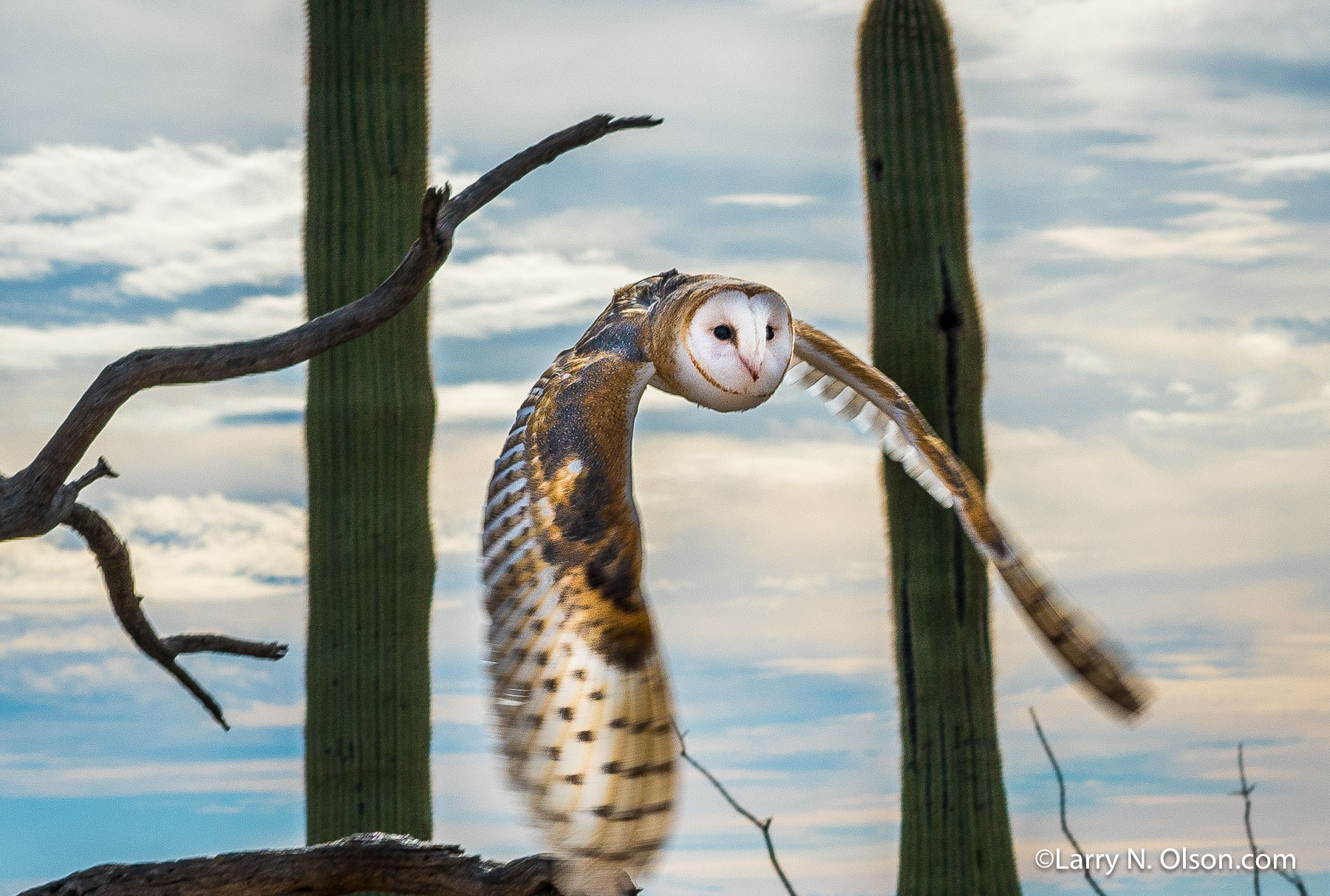 Barn Owl, Arizona | Barn Owl displays wings in flight.
