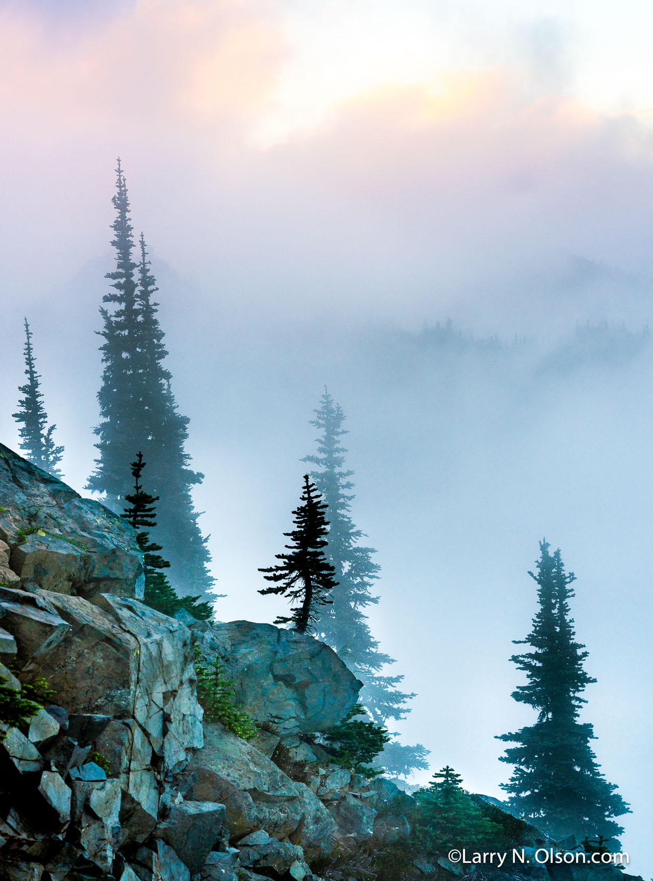 Subalpine FIr, Mount Rainier National Park, WA | A sunset glow and evening fog  showcase ridgeline trees in Mount Rainier National Park.