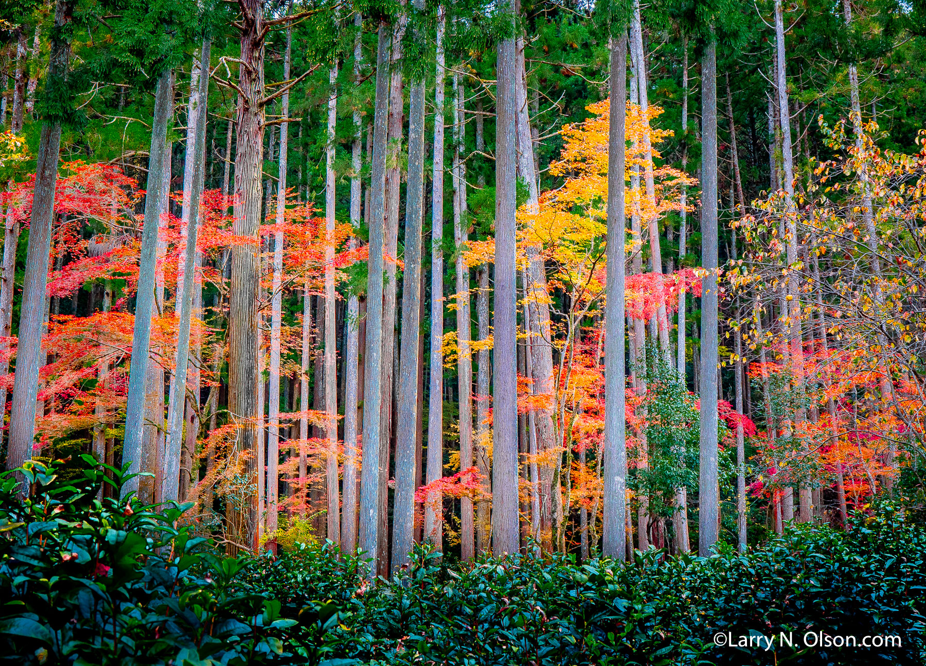 Kozan-ji Temple Garden, Kyoto, Japan | 