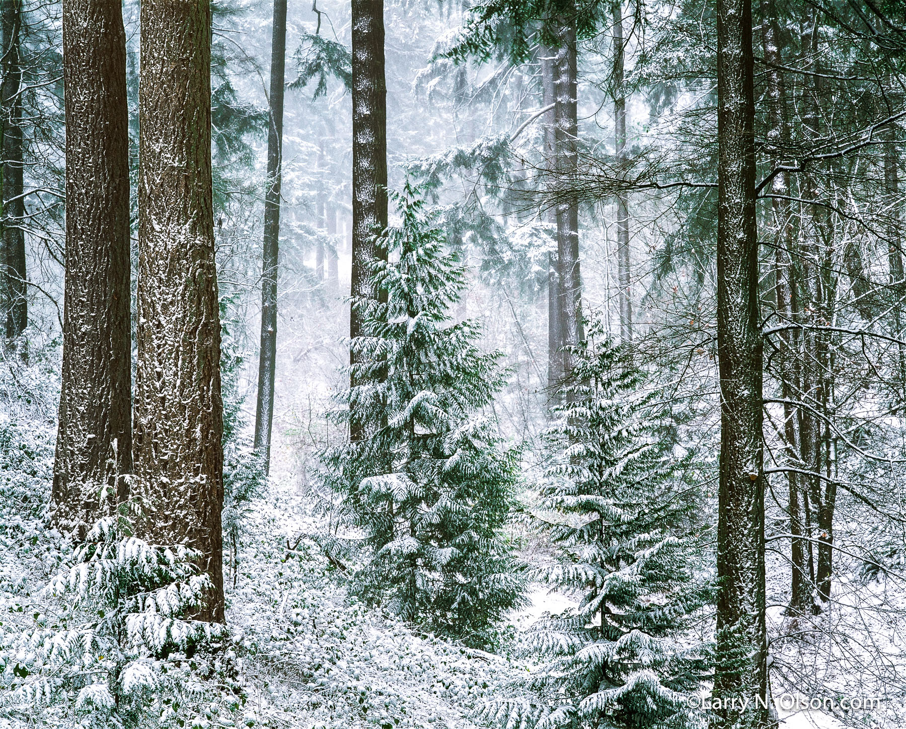 Douglas Fir  and Snow, Mount Tabor, Portland, OR | A wind driven snow lies in the furrowed bark of Douglas Fir trees in December.