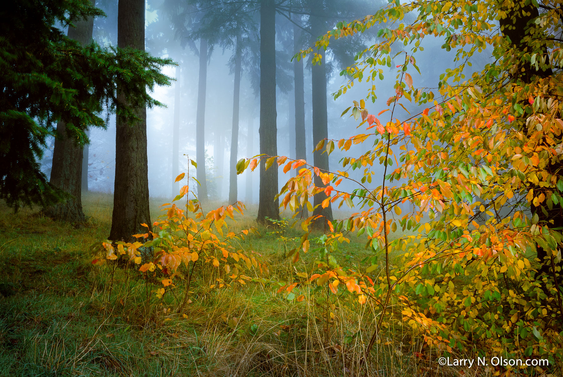 Cherry and Douglas Fir, Mt. Tabor Park, OR | The cherry trees shift into their fall colors and are hightened on a foggy Mt. Tabor morning.