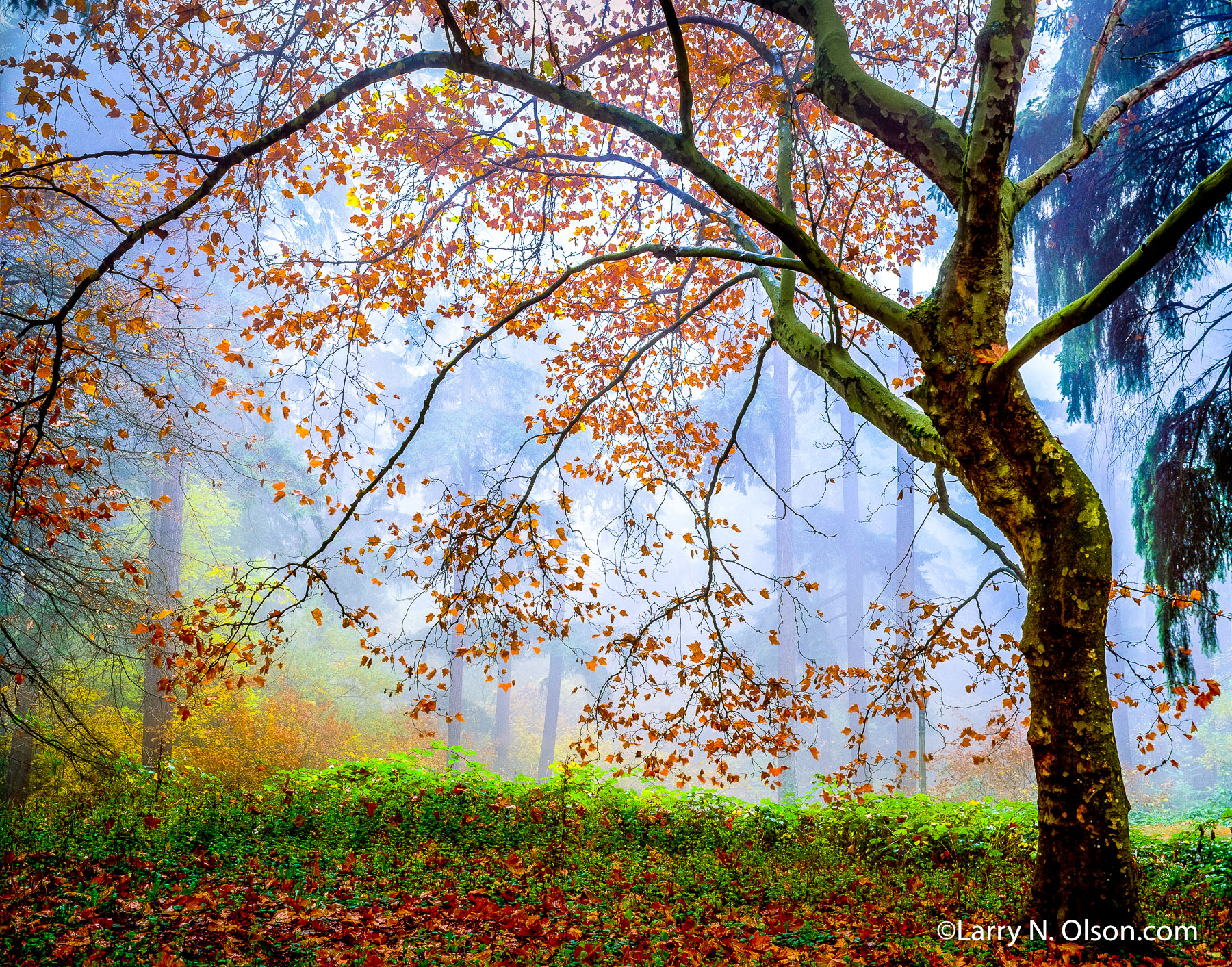 Sycamore, Mount Tabor Park, Portland, OR | Sycamore tree in autum, silhouetted in fog.