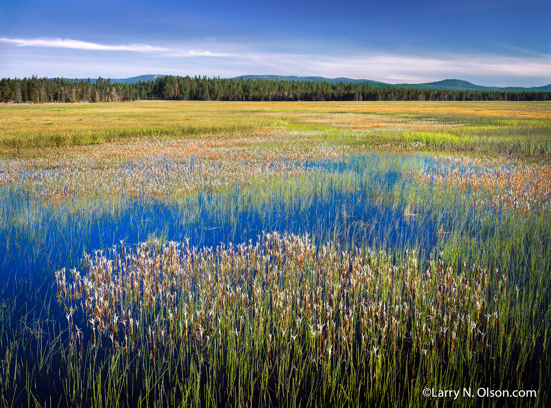 Sycan Marsh, Klamath Basin, OR | A flowing sheet of water in this wetland is created by the  flooding Sycan River. The foreground plants are Arnica.