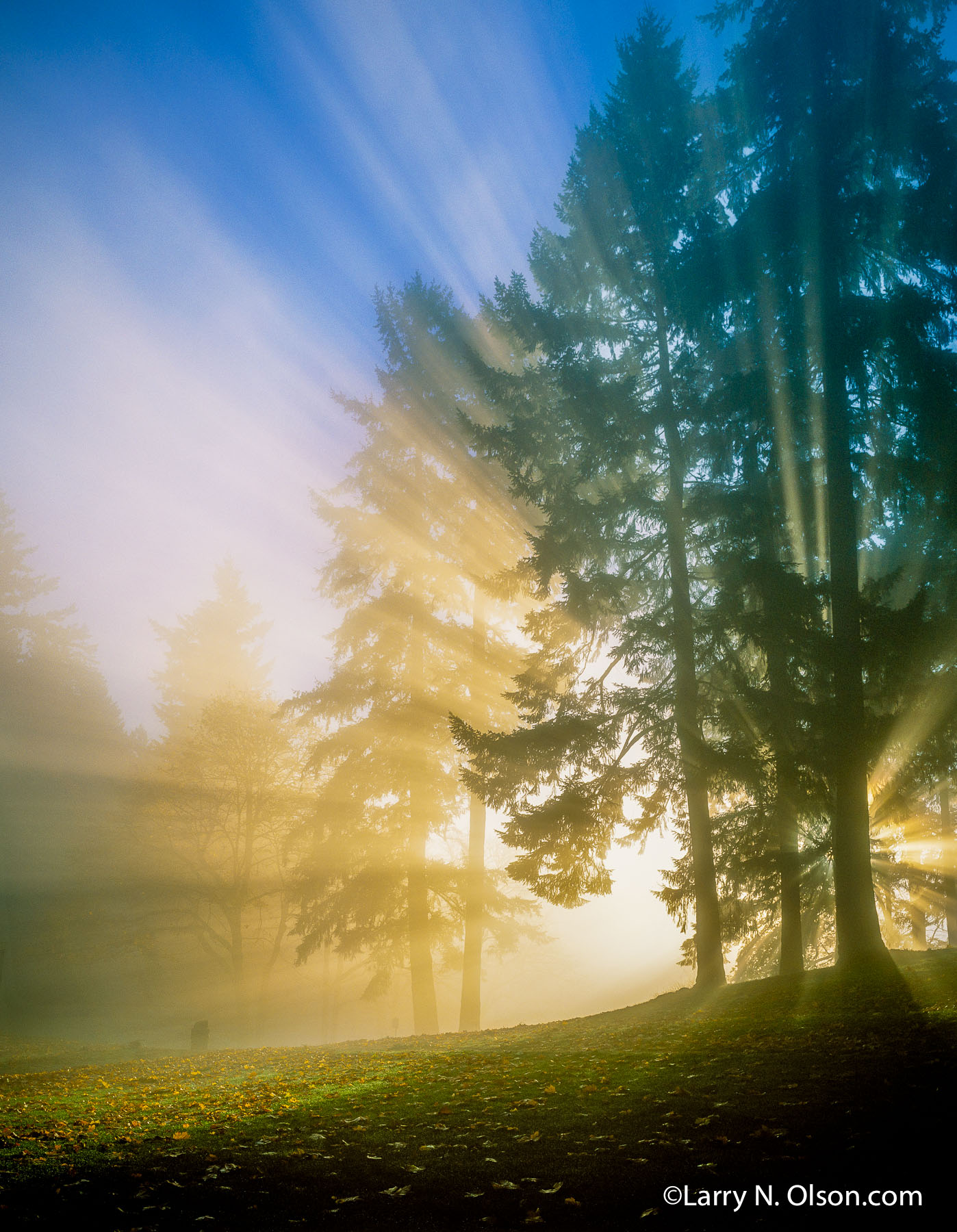 Sunrise, Mount Tabor Park, Portland, OR | Blue sky and rays of light stream through fog and Douglas Fir trees.