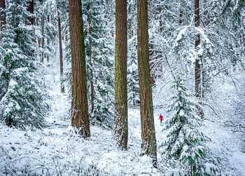 Snowy Forest, Mount Tabor, Portland, Oregon | 