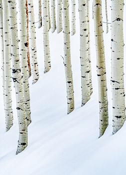 Aspen in Snow | 