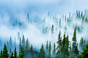 Ground Fog, Sub Alpine Fir, Mount Rainier National Park, WA | 