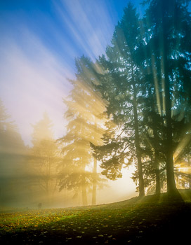 Sunrise, Mount Tabor Park, Portland, OR | Blue sky and rays of light stream through fog and Douglas Fir trees.